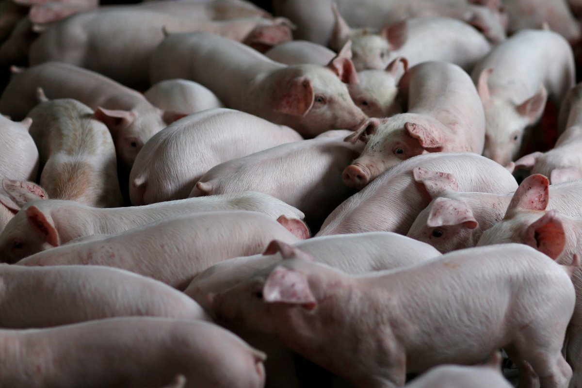 FILE PHOTO: Pigs are seen in a pig farm in