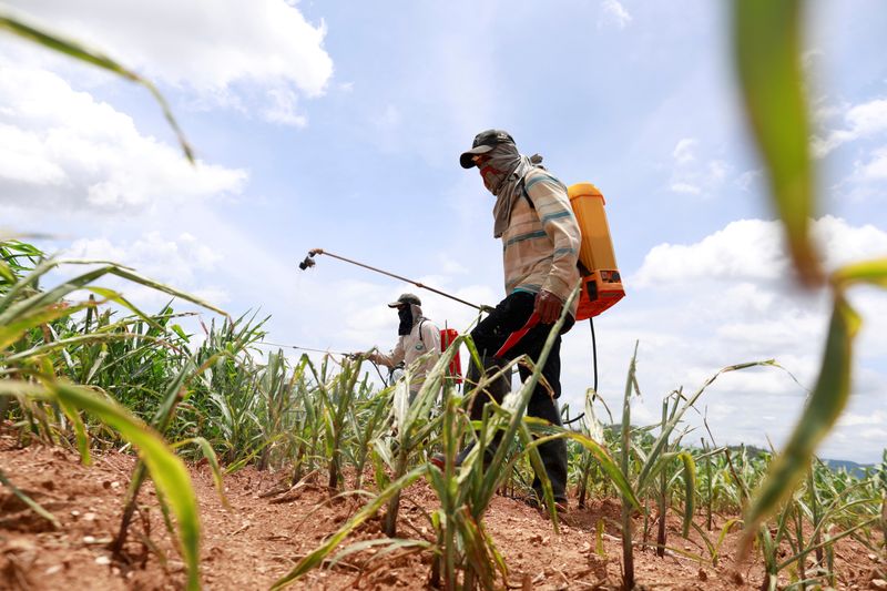 FILE PHOTO: Workers spray insecticide at a maize field destroyed