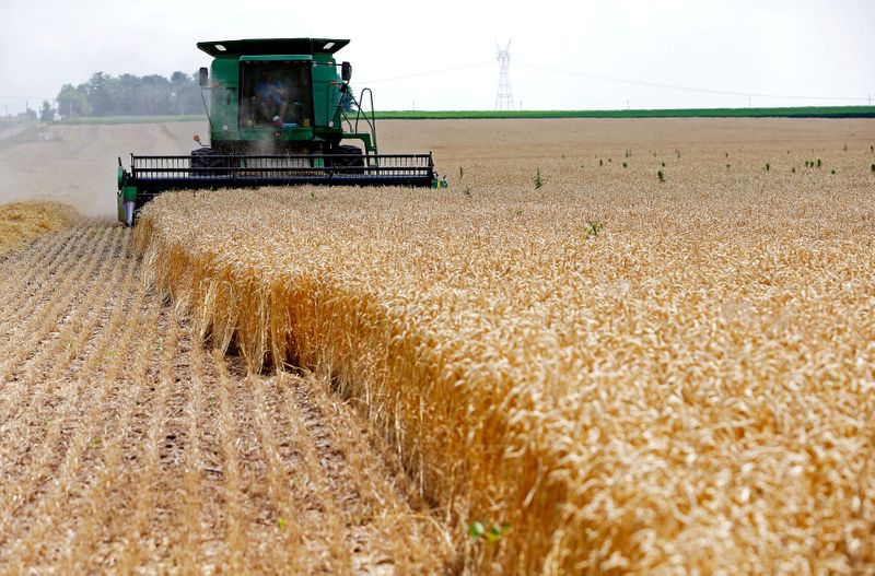 FILE PHOTO: A combine drives over stalks of soft red