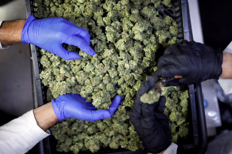 FILE PHOTO: Employees sort medical cannabis flowers at Pharmocann, an