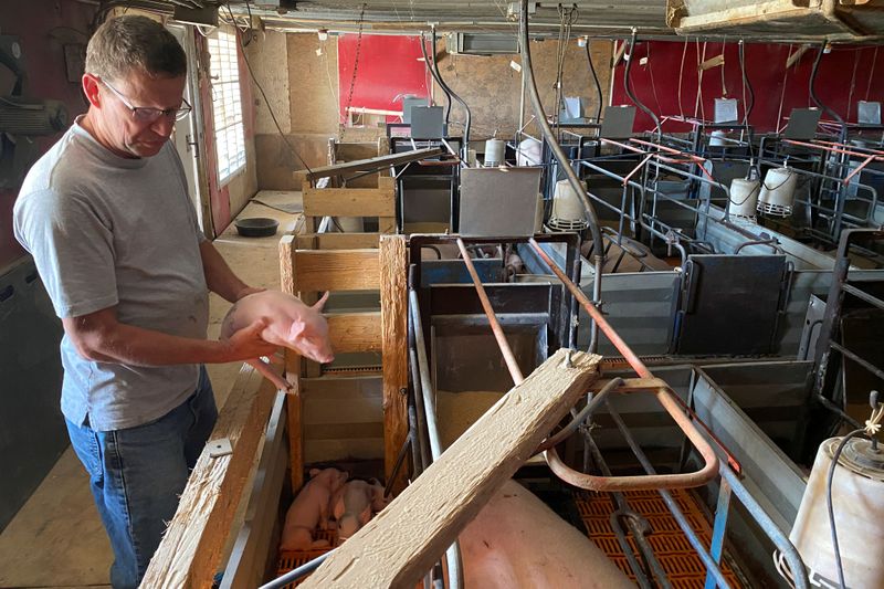Farmer Ron Mueller checks a piglet on his farm in