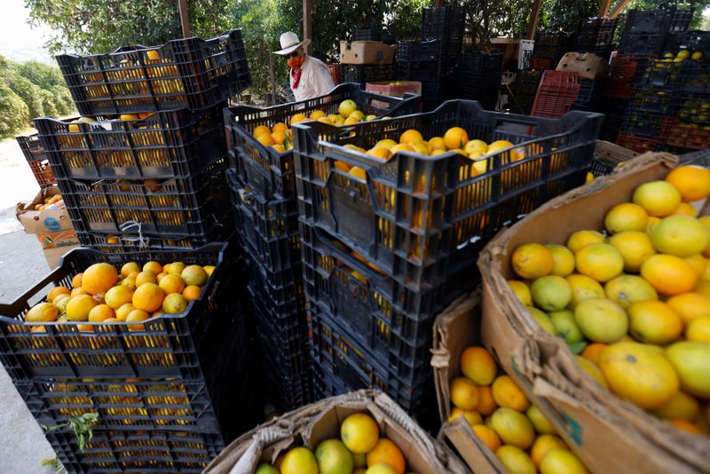 Fruit grower Vince Bernard sorts through freshly picked oranges from
