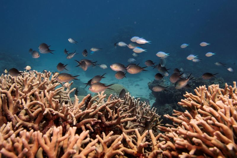 FILE PHOTO: A school of fish swim above a staghorn