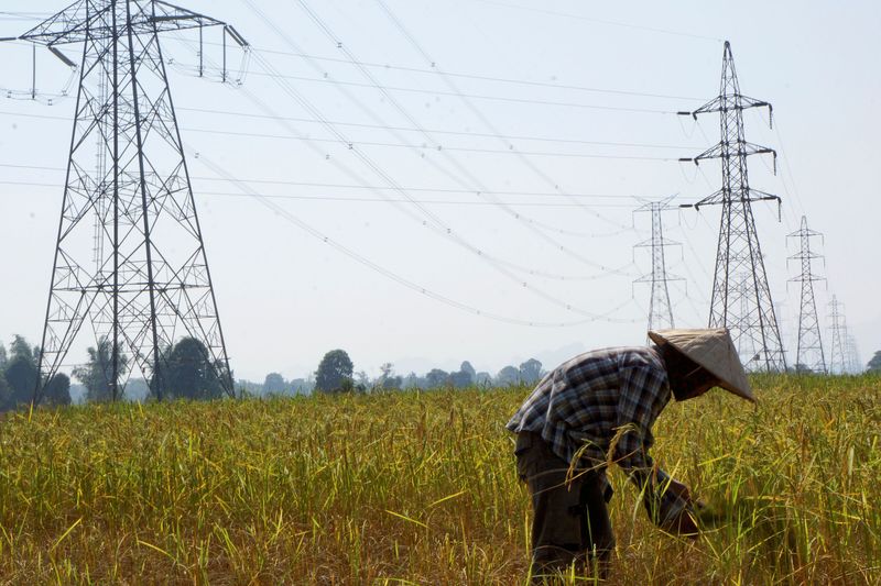 FILE PHOTO: A farmer works in a paddy field under