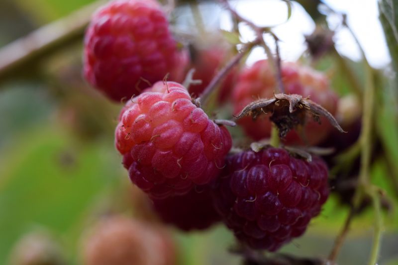 Raspberries are pictured during a harvest season at a local