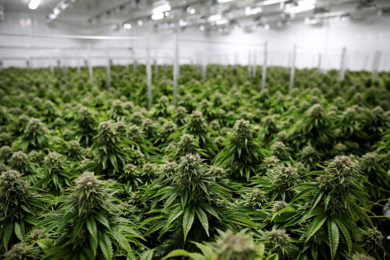 FILE PHOTO: Chemdawg marijuana plants grow at a facility