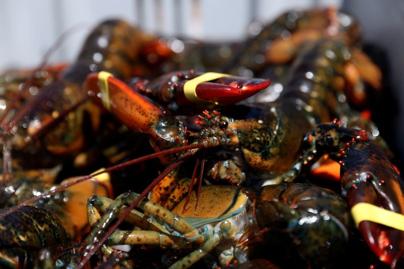 FILE PHOTO: Lobsters are seen in a crate after being