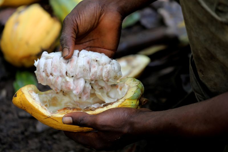FILE PHOTO: A farmer opens a cocoa pod at a