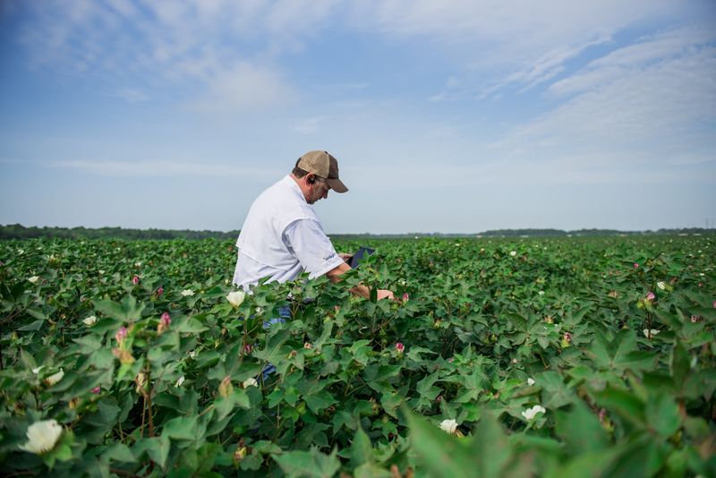 An agronomist examines cotton plants in Batesville
