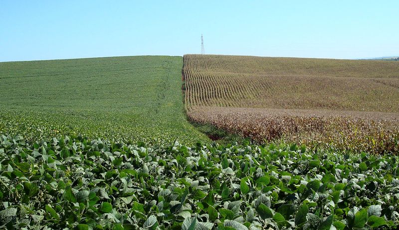 FILE PHOTO: Corn and soybeans fields are seen beside each