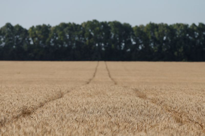 FILE PHOTO: Wheat field is pictured in Kiev region