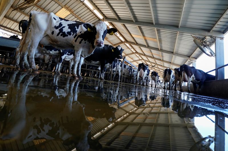 Holstein cows are shown after milking at Airoso Circle A