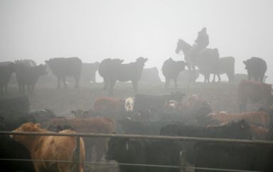 A cowboy moves livestock in a cattle feedlot next to
