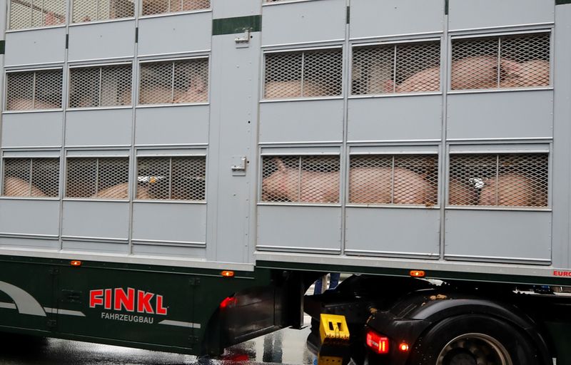 A truck carrying pigs arrives at the Toennies meat factory