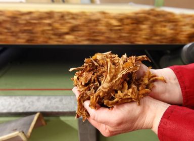 A employee holds tobacco leaves during cigarettes manufacturing process in
