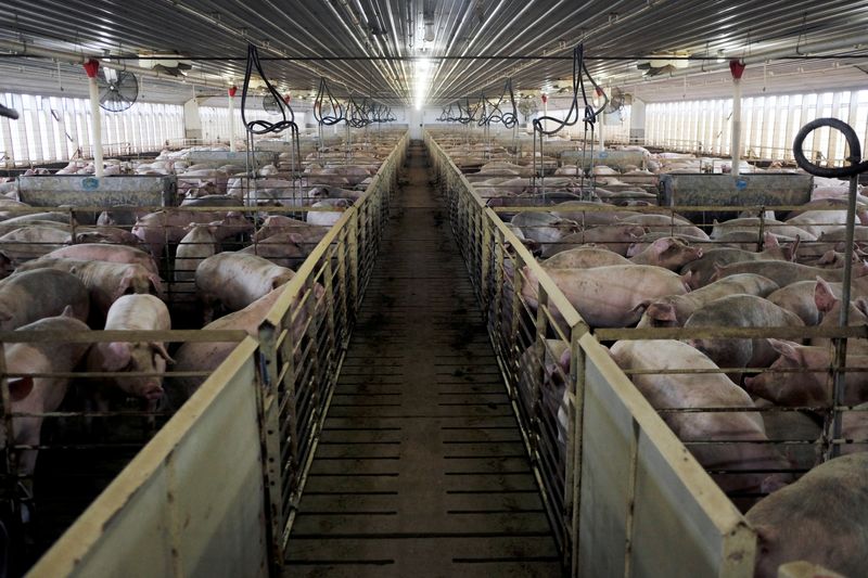 Hogs are seen in the Cher Pork Farms facility in