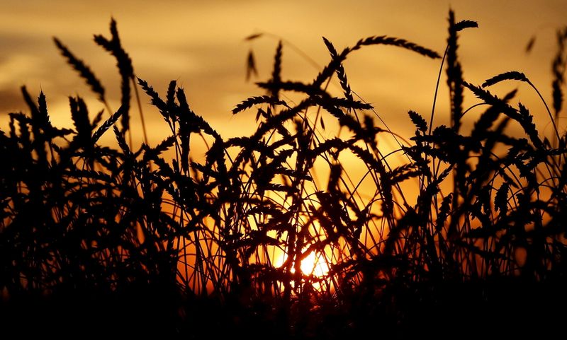 File photo of wheat seen during sunset in a field