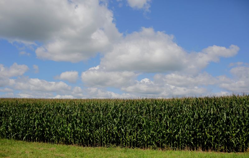 FILE PHOTO: Clouds hover above a corn field in Dubuque