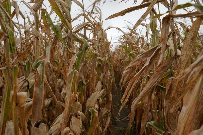 FILE PHOTO: A corn field stands ready for harvesting on