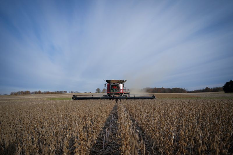 FILE PHOTO: Soybeans are harvested from a field on Hodgen