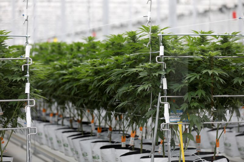 Cannabis plants grow inside Tilray factory hothouse in Cantanhede