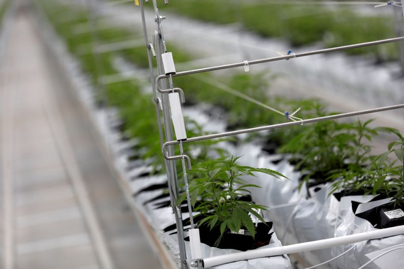 FILE PHOTO: Cannabis plants grow inside the Tilray factory in
