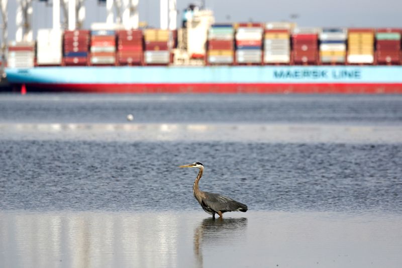 FILE PHOTO: A heron hunts for food as the ship
