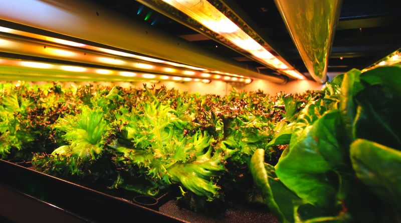 Investors plant money in indoor farms amid pandemic food disruptions