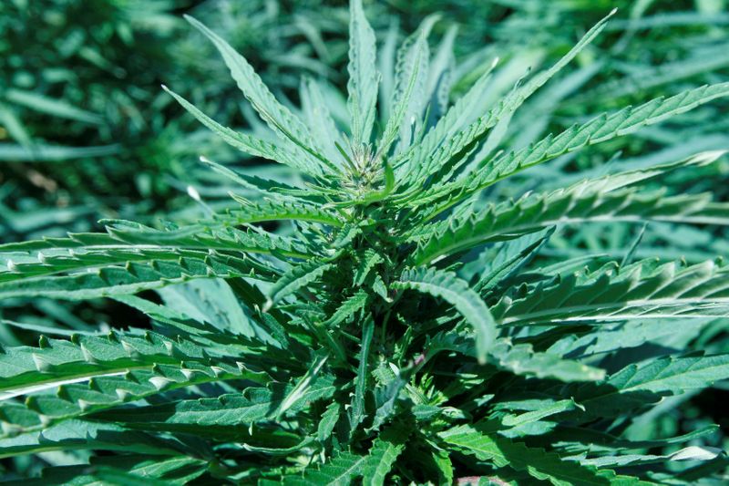 FILE PHOTO: Cannabis plant is seen in a field at