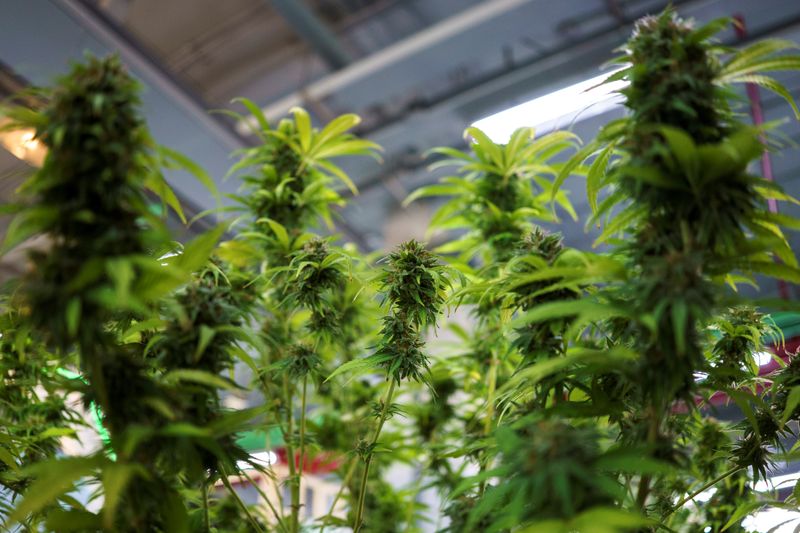 Cannabis plants are displayed at the “360 Cannabis & Hemp