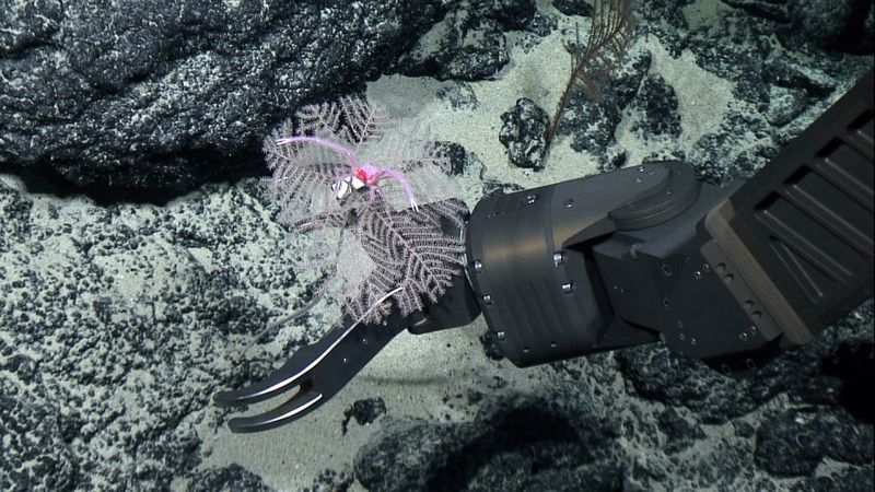 FILE PHOTO: Black coral pictured on the seabed