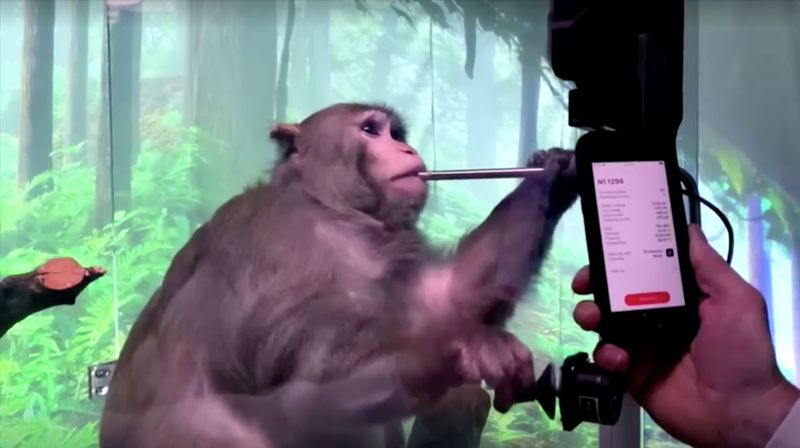 Pager, a nine-year-old macaque monkey, plays video games via Neuralink