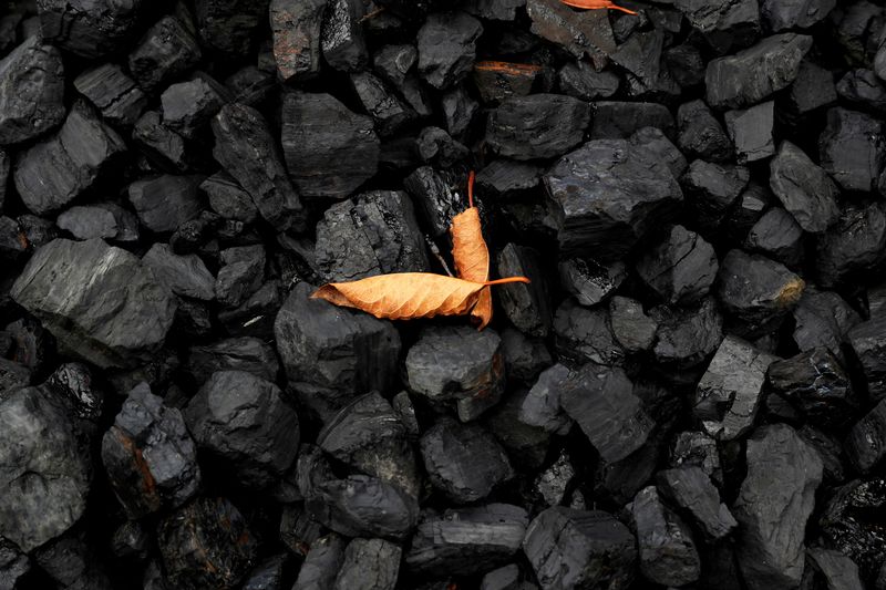FILE PHOTO: A leaf sits on top of a pile