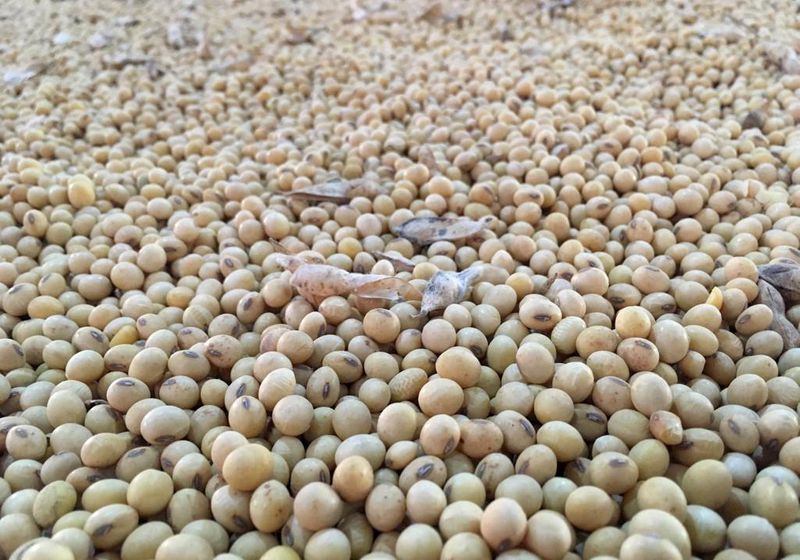 FILE PHOTO: Soybeans stocks are seen in Rio Verde