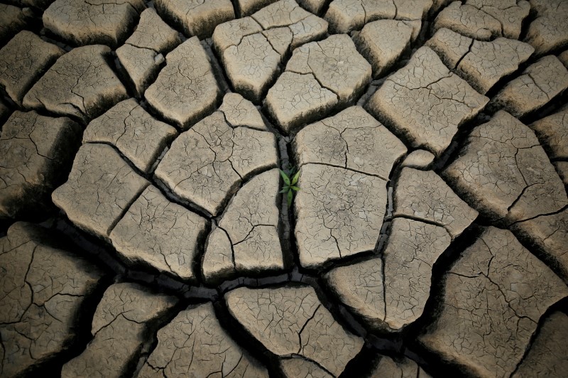 FILE PHOTO: A plant grows between cracked mud in a