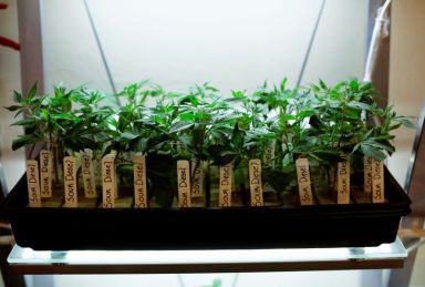 FILE PHOTO: Clones of medicinal marijuana plants are pictured at