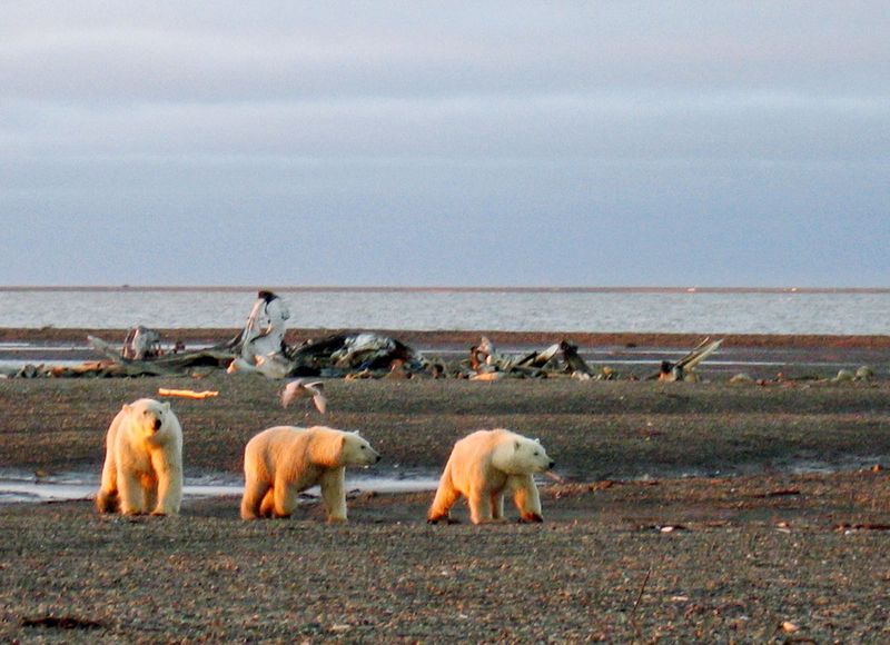 FILE PHOTO: Polar bears are seen within the 1002 Area