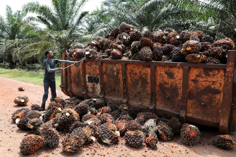 Worker loads palm oil fruit bunches at a plantation in