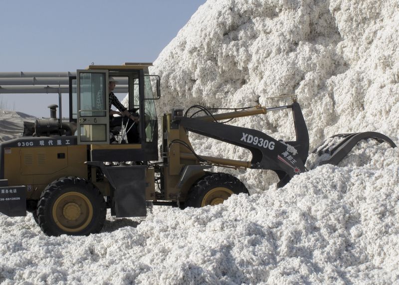 FILE PHOTO: A worker moves freshly harvested cotton at a