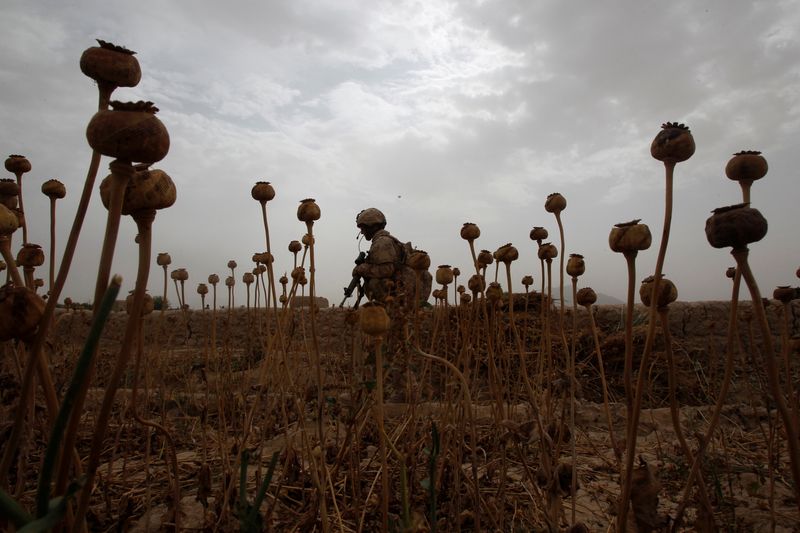 FILE PHOTO: A Canadian soldier walks through a poppy field