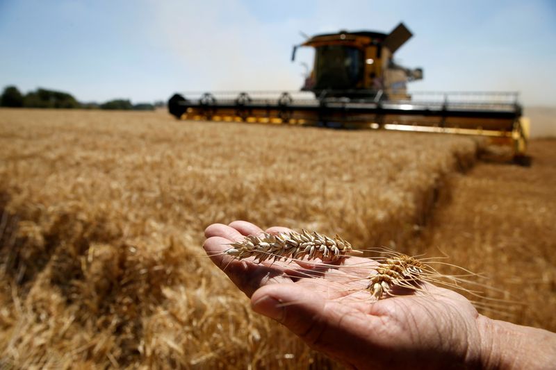 FILE PHOTO: A French farmer displays two ears of wheat