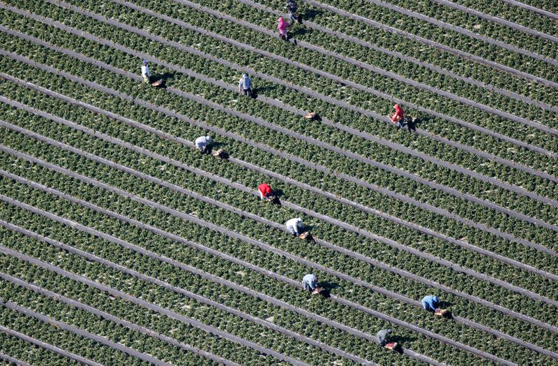 An aerial view shows field workers picking vegetables on a