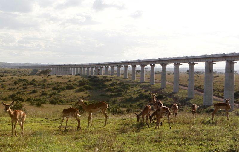 FILE PHOTO: A group of impala graze near the elevated