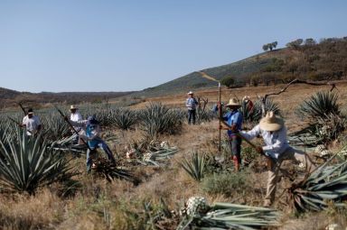 FILE PHOTO: Farmers, also known as jimadores, harvest blue agave