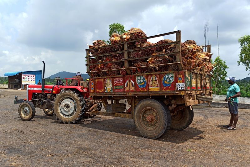 A farmer prepares to unload oil palm bunches from a