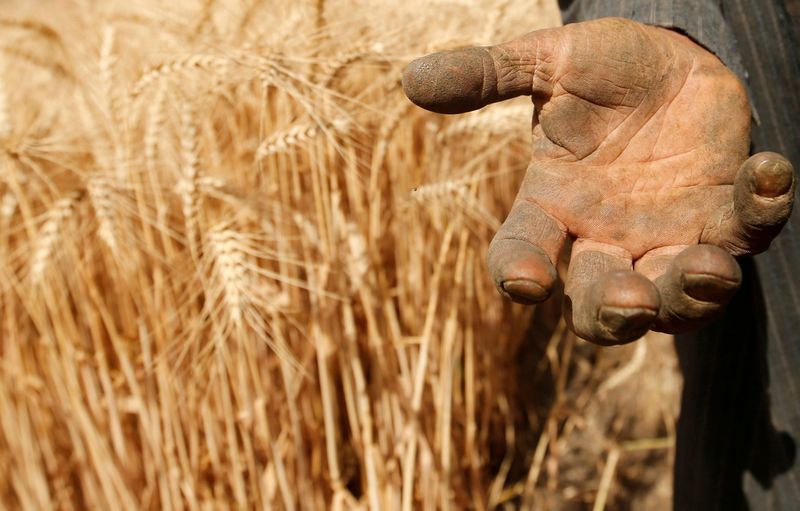 FILE PHOTO: A farmer shows his hand as he harvests