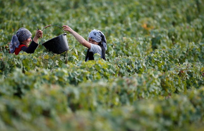 FILE PHOTO: Workers collect grapes in a Taittinger vineyard during