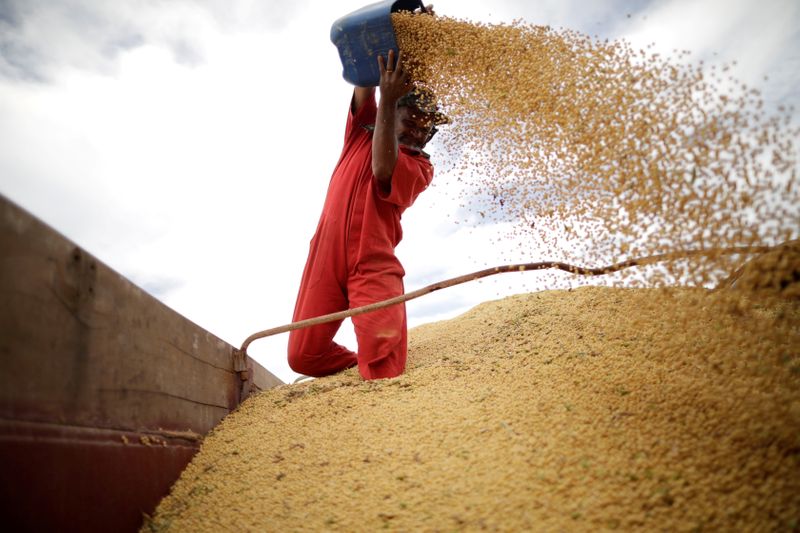 FILE PHOTO: A worker inspects soybeans during the soy harvest