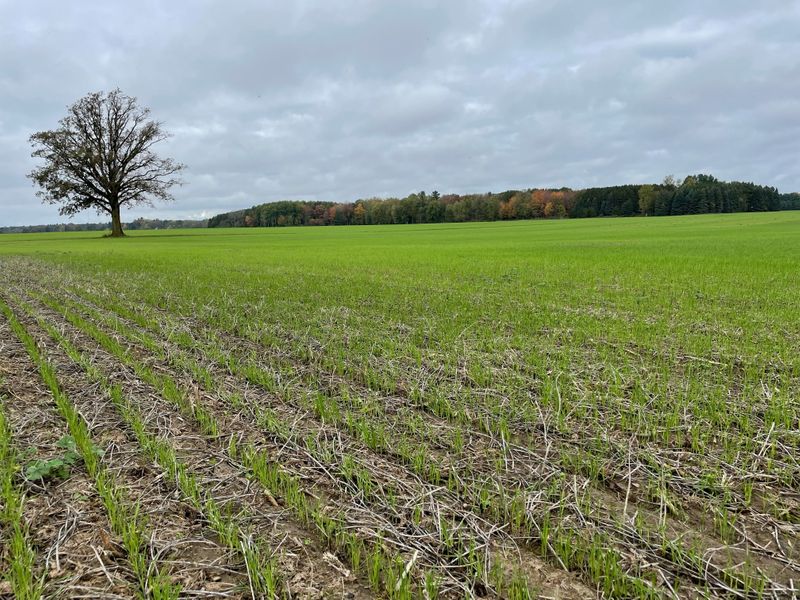 A cover crop of winter red wheat is seen at