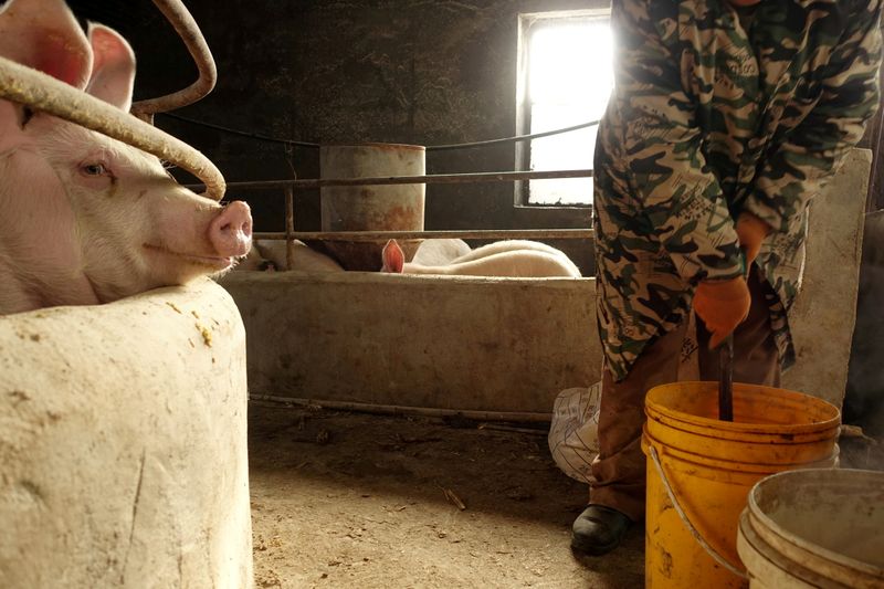 FILE PHOTO: The wife of pig farmer Han Yi prepares